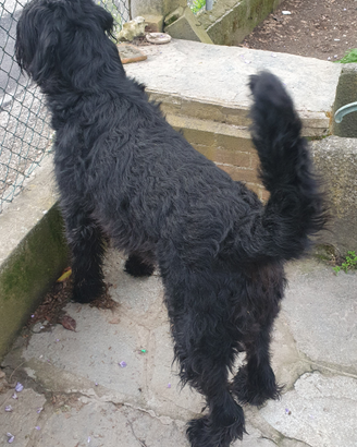 Shnauzer gigante per monta