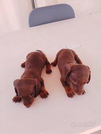 Cuccioli bassotti  cioccolato  nano 