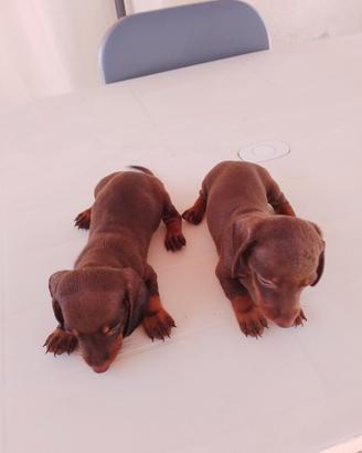 Cuccioli bassotti  cioccolato  nano 