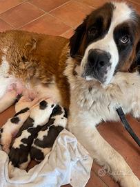 Cuccioli di San Bernardo