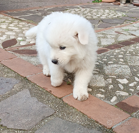 Cuccioli di pastore abruzzese