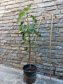 Pianta di fico