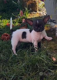 Chihuahua con pedigree