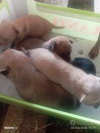 Cuccioli di pinsche