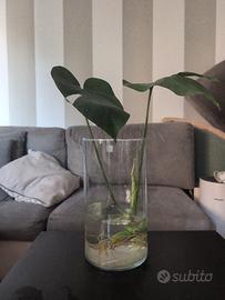 talea di monstera deliciosa in acqua