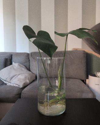 talea di monstera deliciosa in acqua