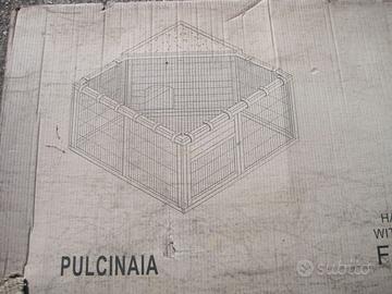 Pulcinaia gabbietta