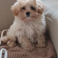 Maltipoo
