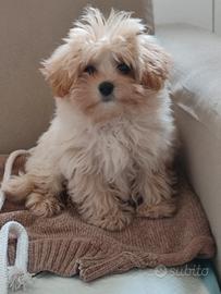 Maltipoo