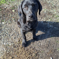 Cuccioli Labrador Retriever