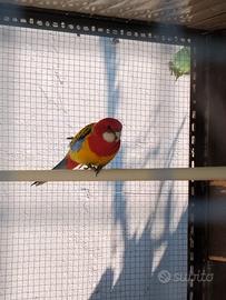 Pappagallo Rosella