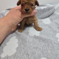 Barboncini mini toy toy e nani