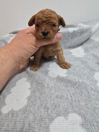 Barboncini mini toy toy e nani