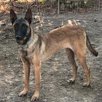 Pastore belga malinua