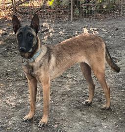 Pastore belga malinua