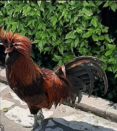 Galline di razza Padovane