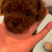 Cuccioli barboncino toy e mini toy Pedigree Enci
