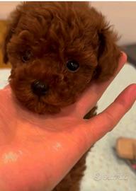 Cuccioli barboncino toy e mini toy Pedigree Enci