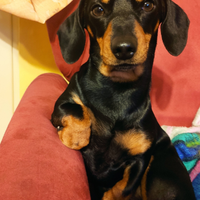 Bassotto disponibile x monta