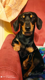 Bassotto disponibile x monta