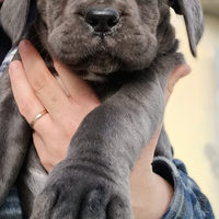 Cucciola cane corso