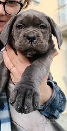 Cucciola cane corso
