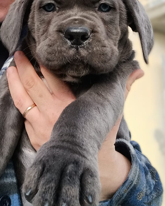 Cucciola cane corso