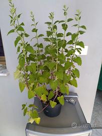 Erba gatta 
