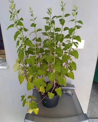 Erba gatta 