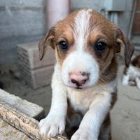 Cuccioli di cane
