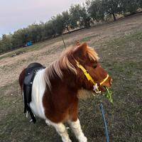 Animali cavallo