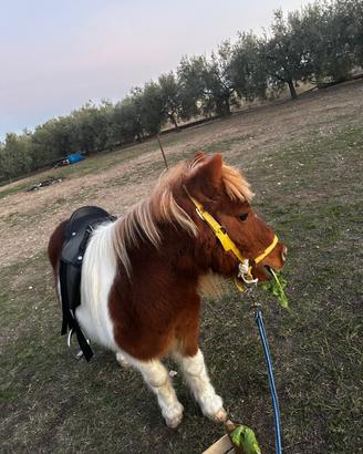 Animali cavallo