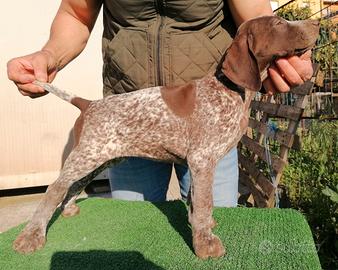 Cuccioli kurzhaar bracco tedesco