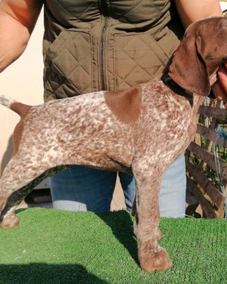 Cuccioli kurzhaar bracco tedesco