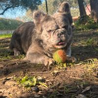 Bulldog francese monta