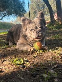 Bulldog francese monta