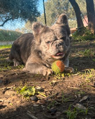 Bulldog francese monta