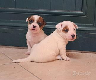 Topp cucciole Jack russel