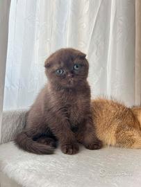Scottish Fold