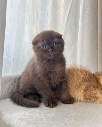 Scottish Fold