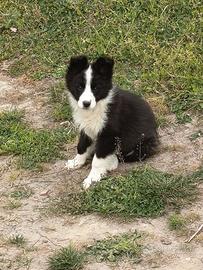 Border collie