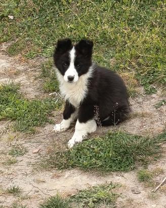 Border collie
