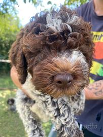 Cucciolo Lagotto romagnolo