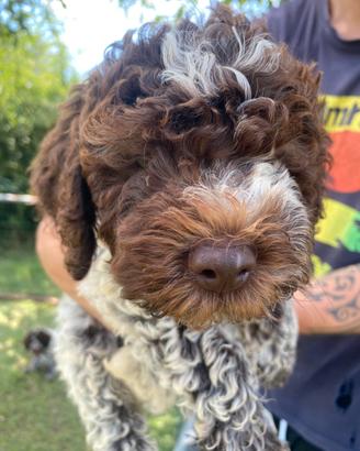 Cucciolo Lagotto romagnolo