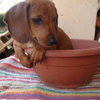 Bassotto Nano Fulvo Maschietto