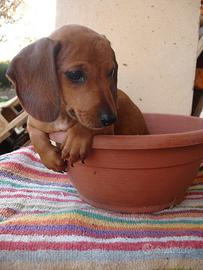 Bassotto Nano Fulvo Maschietto