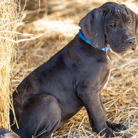 Cuccioli di Alano pronti