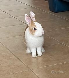 Coniglio nano+gabbia e accessori