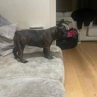 Buldog francese