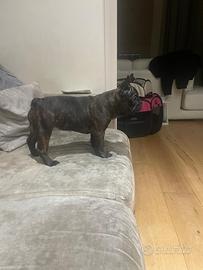 Buldog francese